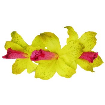 Karin's Garden - Mini Vanda Orchid Barrette - Lime (1)