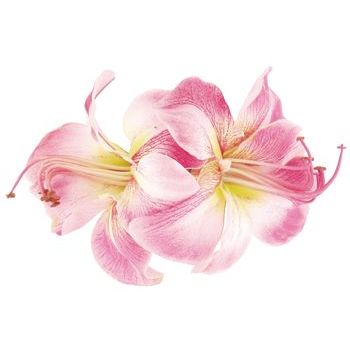 Karin's Garden - Double Amaryllis Barrette Hair Clip - Pink (1)